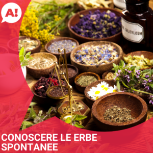 Corso «Riconoscere le erbe spontanee» ad Arci Bra, Bra (CN)